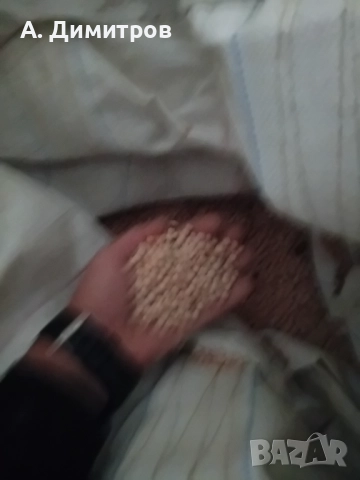 Грах фуражен и  за сейдба, снимка 3 - За селскостопански - 51994527