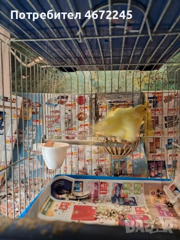 Канарчета, снимка 12 - Канари - 52696895