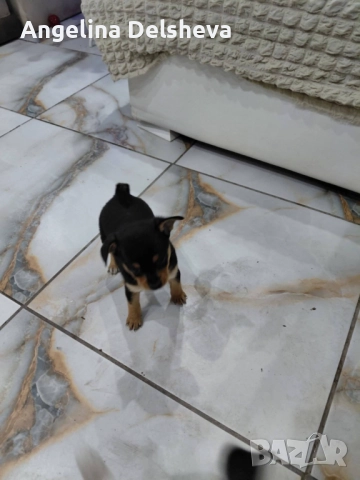 Кирил , снимка 6 - Пинчер - 52973105