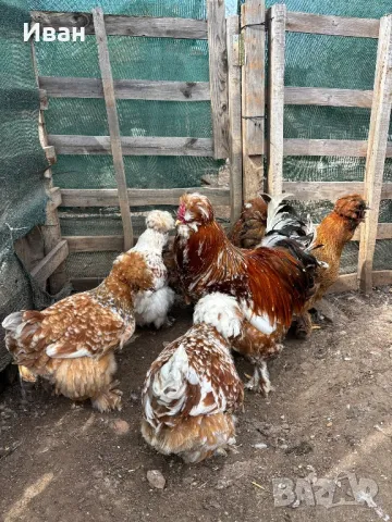 яйца от Струмски кокошки, снимка 2 - Кокошки и пуйки - 49817114