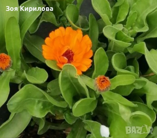 Разсад невен , снимка 2 - Градински цветя и растения - 54334823