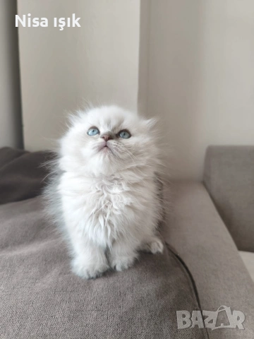 я ме вижте колко съм красив уникален подарък з вашата половинка в Хасково