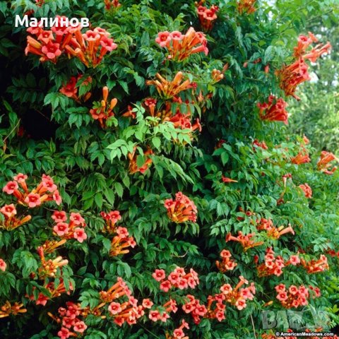 Текома кампсис, оранжева, снимка 2 - Разсади - 36988698