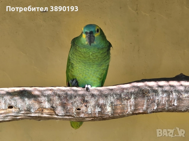Синьочела амазона , снимка 3 - Папагали - 52264236