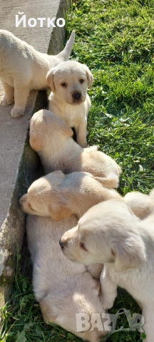 Лабрадор ретривър , снимка 8 - Лабрадор ретривър - 54189754