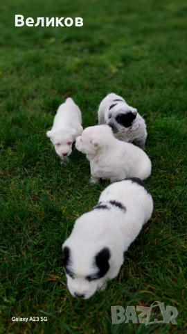 Алабай кученца Мъжкари , снимка 2 - Алабай - 52933193