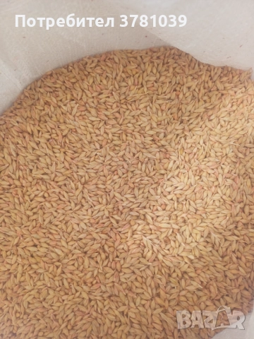 Продавам ечемик, снимка 1