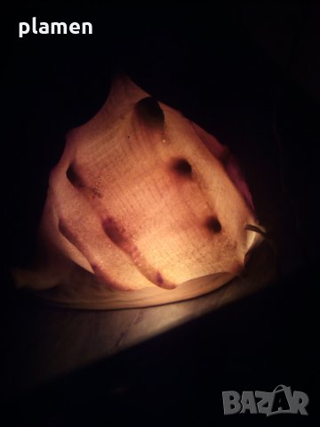 Нощна лампа от голяма раковина, снимка 7 - Антикварни и старинни предмети - 29492075