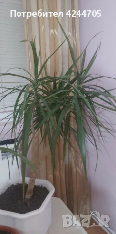 Китайска роза и Драцена, снимка 4 - Стайни растения - 53905413