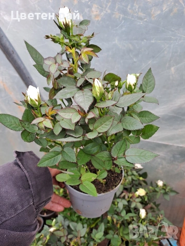 Мини рози два цвята розов и бял , снимка 2 - Градински цветя и растения - 54030097