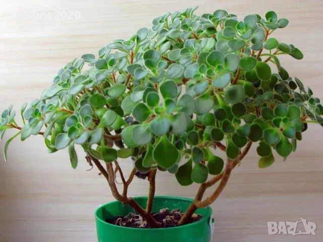 Дървото на парите Разсад , снимка 3 - Разсади - 49213189