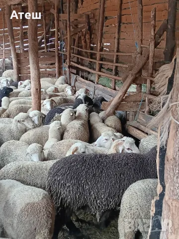 звиски шилета за продан , снимка 6 - Овце - 55990429