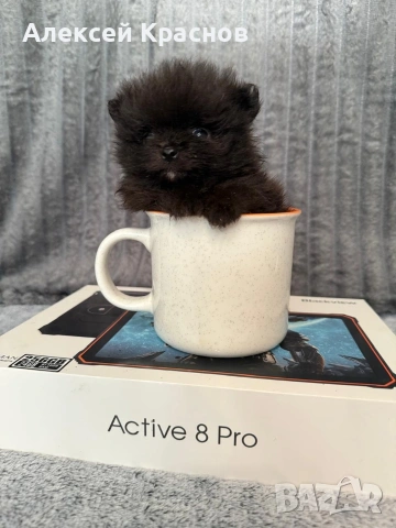 микро померан, снимка 3 - Померан - 53150475