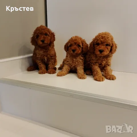 Мини Пуделчета*, снимка 6 - Пудели - 56359568