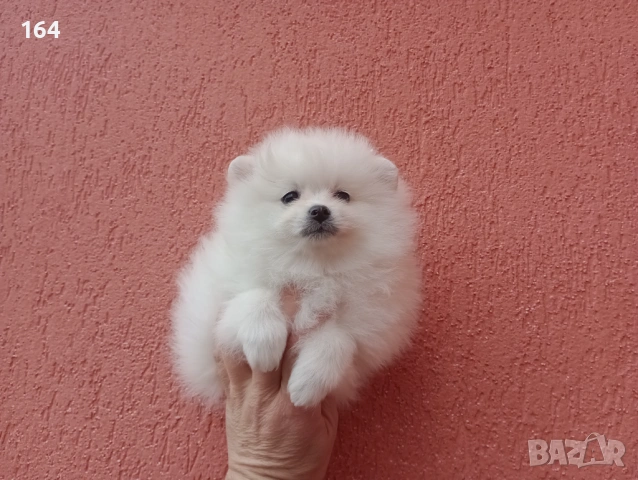 Бял мъжки Померан. Реални снимки от 01.02.26 г., снимка 5 - Померан - 53283839