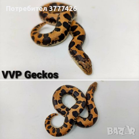 Кенийска Пясъчна Боа / Eryx Colubrinus, снимка 2 - Змии - 42172404