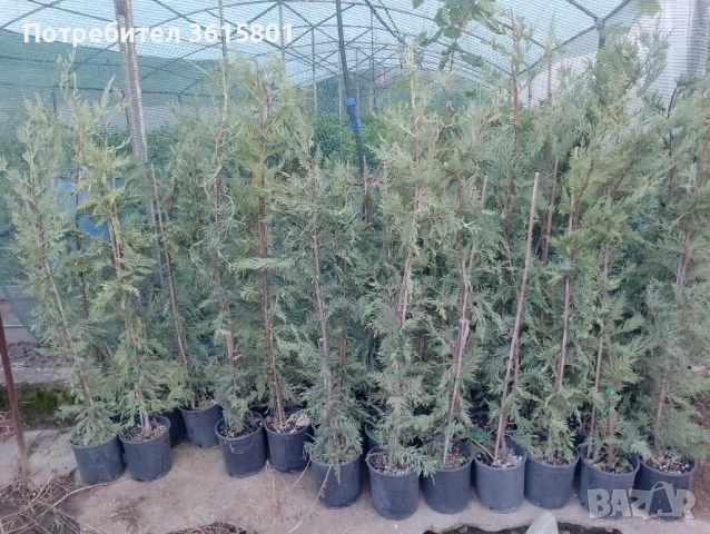 лавровишна 4лв,  лейланди 5лв, снимка 4 - Други стоки за дома - 51589874