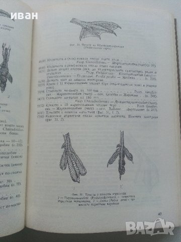 Фауната на България Том 20 част 1 - С.Симеонов,Т.Мичев,Н.Нанкинов - 1990г., снимка 8 - Енциклопедии, справочници - 36783010