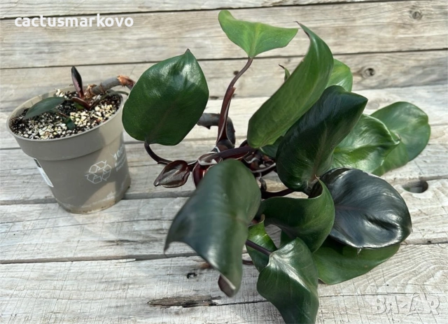 Philodendron 'Pink Princess', снимка 2 - Стайни растения - 51845881