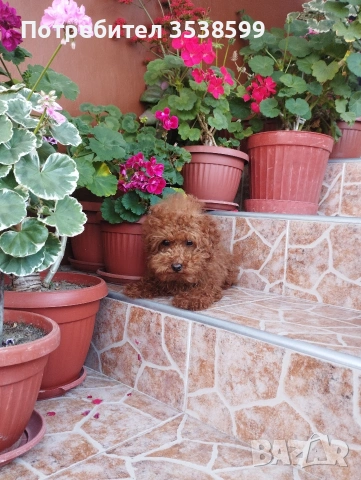 Той Пудел., снимка 4 - Пудели - 53365753