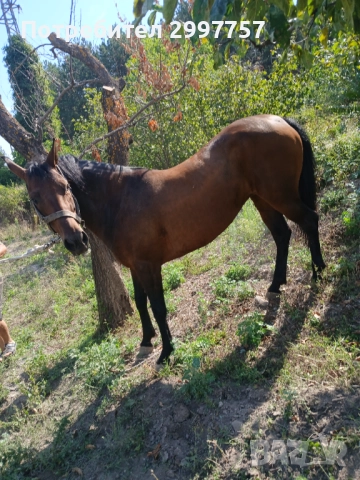 Кобила, снимка 4 - Коне - 51500935