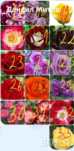 промоции рози гол корен  