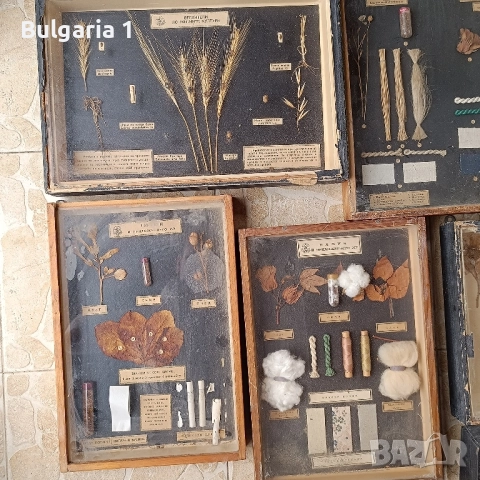 Учебни модели по Биология и География в дървена рамка със стъкло , снимка 4 - Антикварни и старинни предмети - 51689244