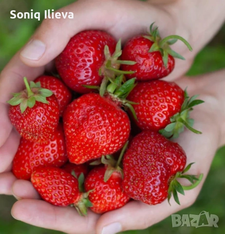 продавам разсад ягоди и малини , снимка 14 - Разсади - 53905721