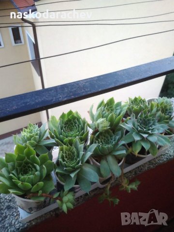 Дебелец, африканска роза, семпервивум, снимка 8 - Стайни растения - 29519881