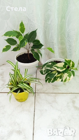 комплект цветя 10 евро 