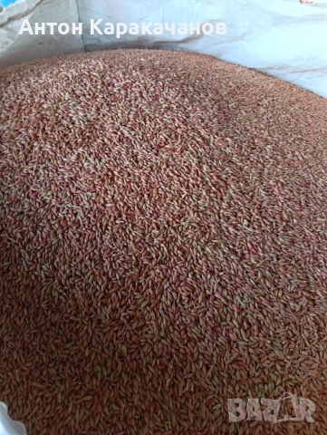 Продавам семе ечемик., снимка 3 - Сортови семена и луковици - 52515929