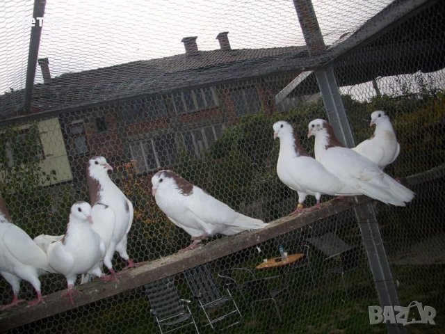 Продавам гълъби високо летци , снимка 2 - Гълъби - 31406662
