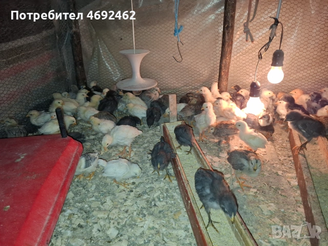 Пилета на 25 дена, снимка 4 - Кокошки и пуйки - 54261056