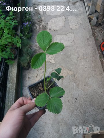 Бяла ягода - ананасова , снимка 5 - Разсади - 36835571