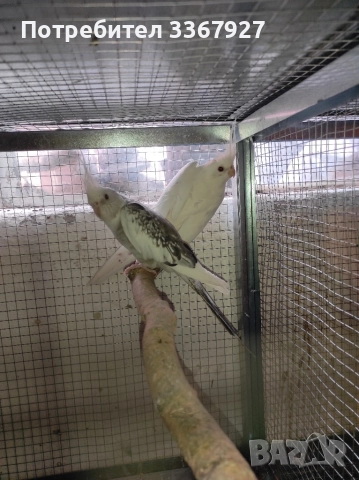 Чифт Корели и 2 женски , снимка 5 - Папагали - 52868198