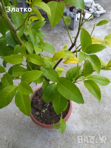 Лимони в Градински цветя и растения в с. Стоб - ID34332022 — Bazar.bg