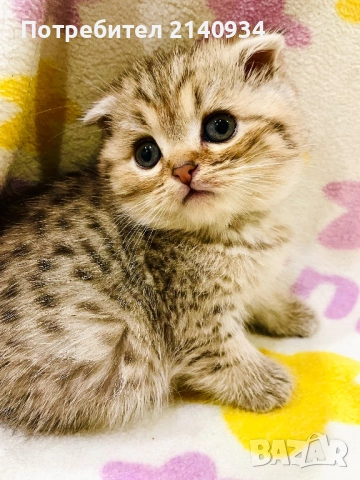 Британски и шотландски котенца. Златни и сръбрени чинчили, снимка 11 - Британска късокосместа - 53060932