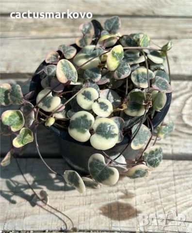 Ceropegia woodii f. variegata