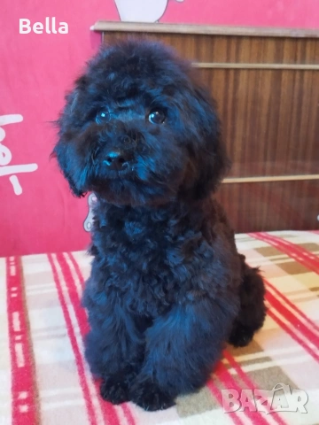 Мини пудел , снимка 3 - Пудели - 53132342