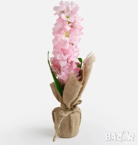 Саксия зюмбюл розов 32 cm