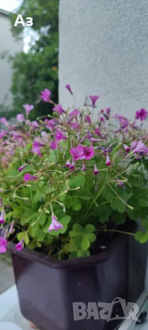 Продавам цветя Детелина Оксалис – 5 бр големи саксии