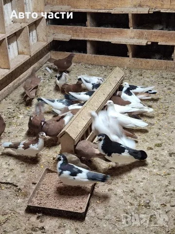 пазарджишки високолетачи със добри постижения , снимка 18 - Гълъби - 49029535