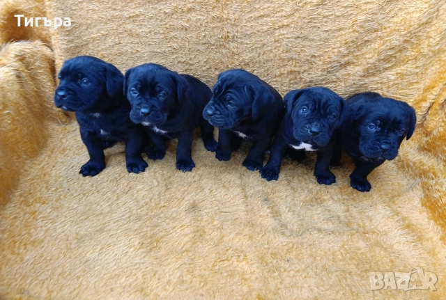 Кане Корсо Италиано , снимка 7 - Кане корсо - 52793038