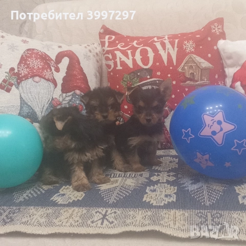 Две женски и едно мъжко с ваксина и обезпаразитени многократно , снимка 4 - Йоркширски териер - 52650860