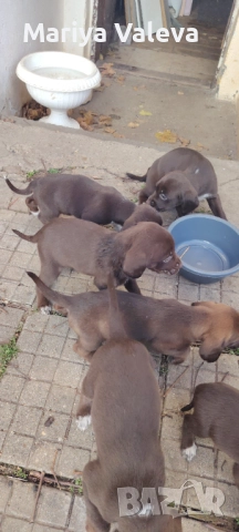 Кученца Курцхар , снимка 8 - Курцхаар - 52863953