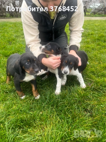 Продавам Трицветни Гончета, снимка 5 - Гонче - 52727535