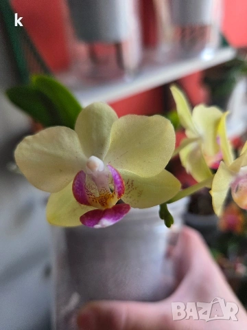 Фаленопсиси в самополивни саксии , снимка 6 - Стайни растения - 53896200