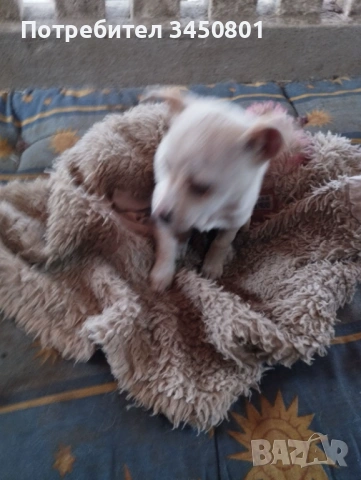 Продавам пинчери 2 броя мъжки на 3 месеца с 2 ваксини и паспоръ