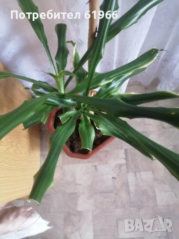 Драцена и Дебела Мара в цъфтеж ! 