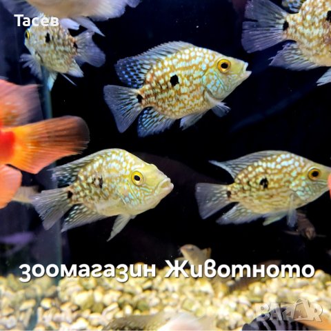 BLUE TEXAS BALLON CICHLID 6-7см, снимка 1 - Рибки - 44304094